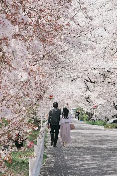Cherry Blossoms in Japan: History, Forecast, and Best Spots blog post cover