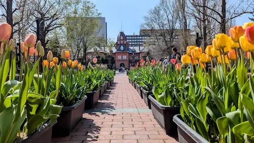 Things to Do in Sapporo in May: Ramen Show & Tulip Festival blog post cover