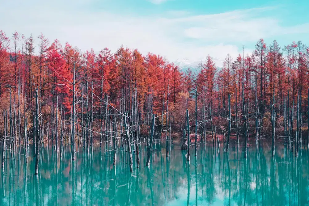 Hokkaido Autumn Road Trip: Best Self-Drive Routes and Tips blog post cover